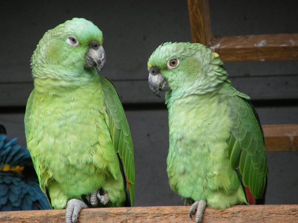 COSTA RICA / PANAMA*