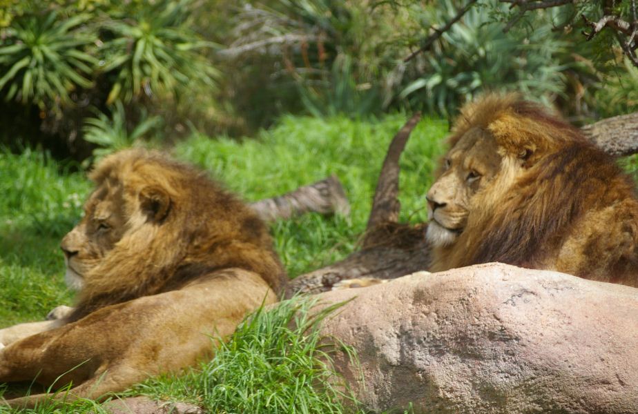 AFRIQUE AUSTRALE