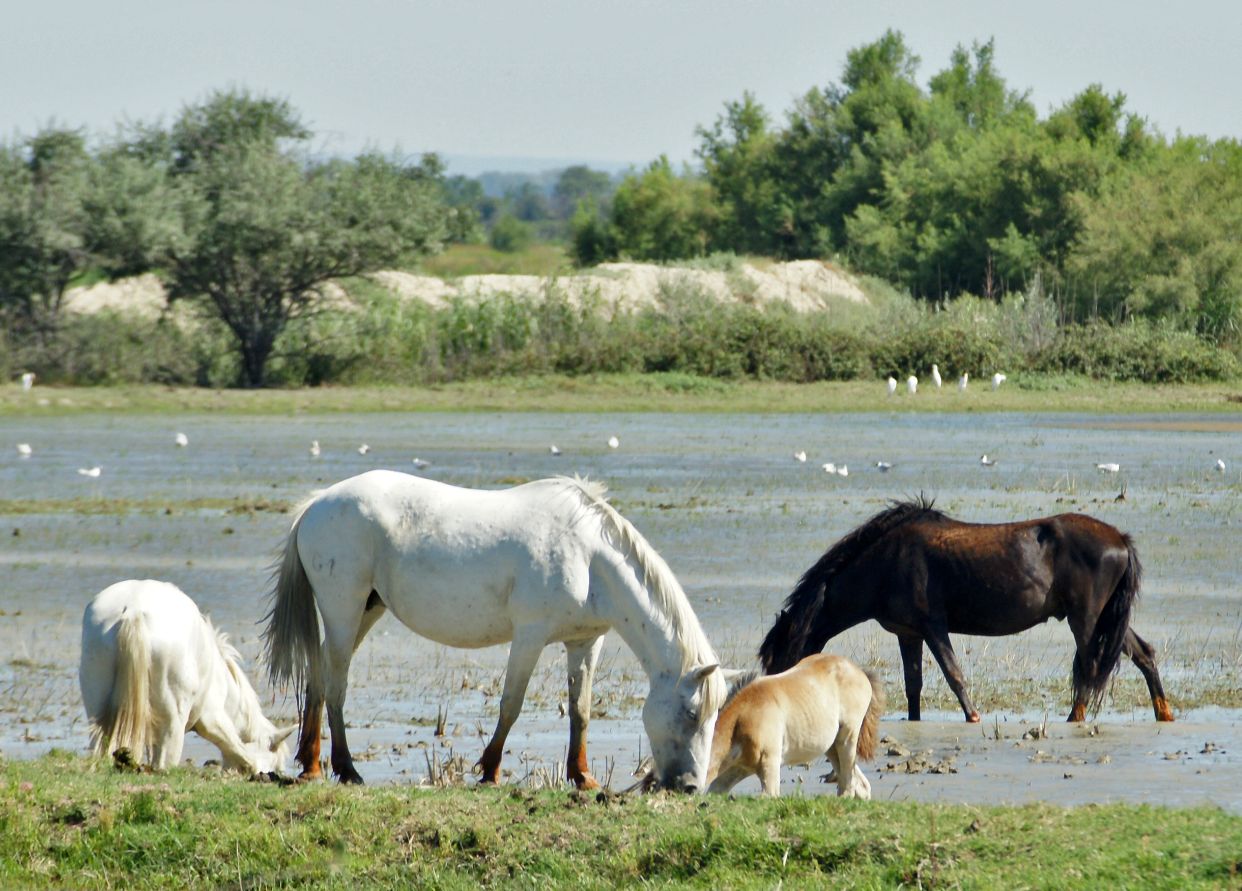PROVENCE - CAMARGUE