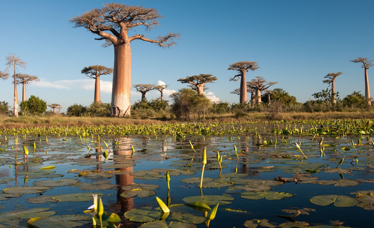 Splendide Madagascar