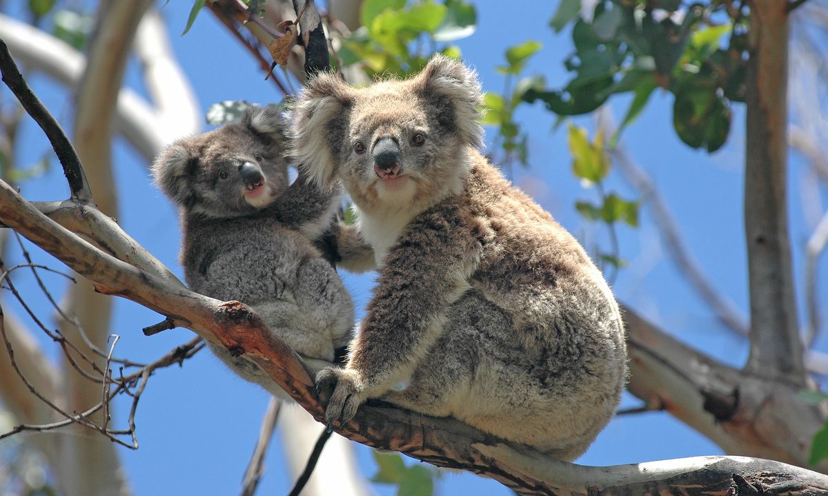 Sydney, le Centre Rouge et Cairns