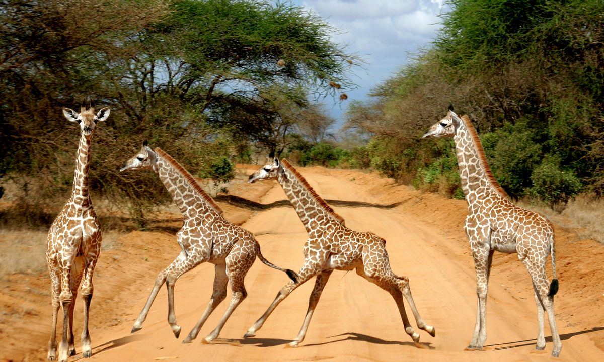 Le Kenya en majesté, détour par les réserves de Shaba, Samburu et Ol Pejeta