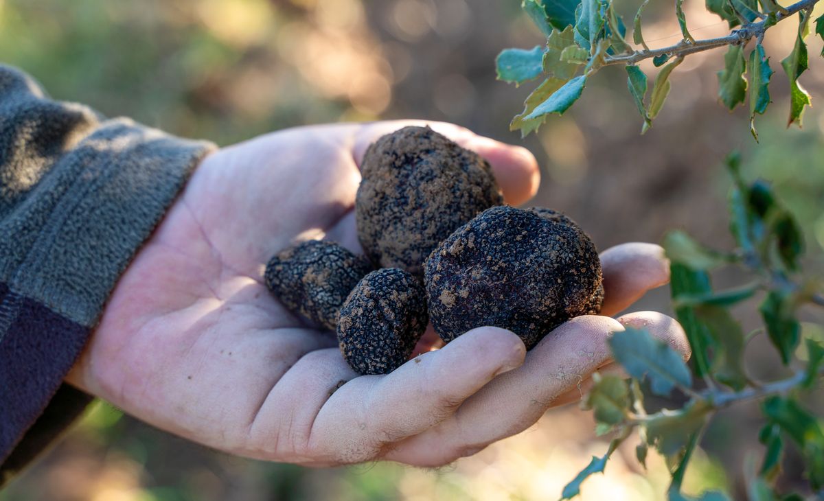 TRUFFES, GOURMANDISES ET MARCHE DE NOEL DE SARLAT, au d&eacute;part de Saintes et du 16