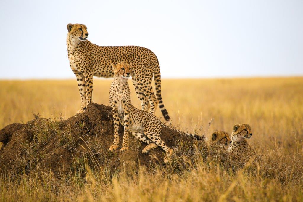 Safaris en 4x4 dans les parcs nationaux 