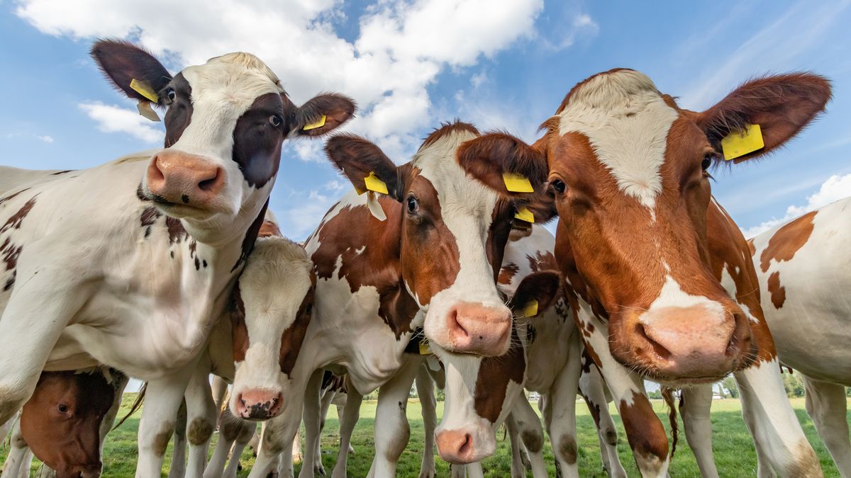 Paris : Salon de l'agriculture, au départ de Saintes et du 16