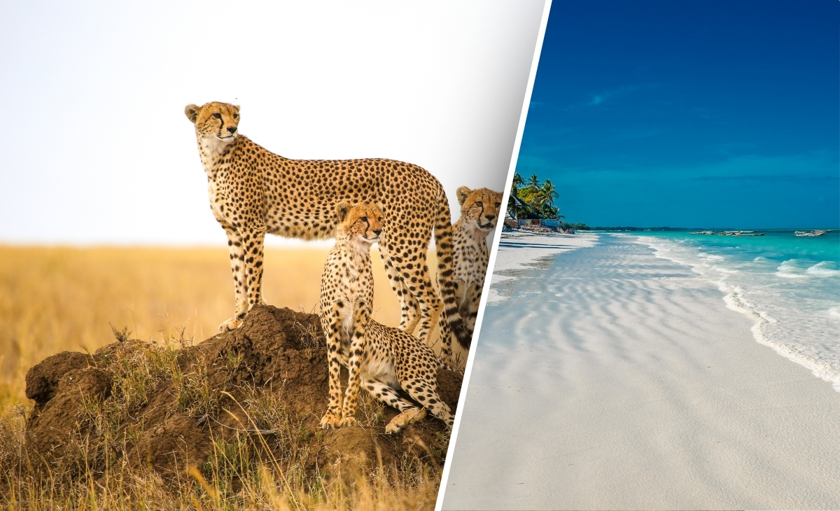 Safaris en 4x4 dans les parcs nationaux - extension balnéaire sur l'île de Zanzibar