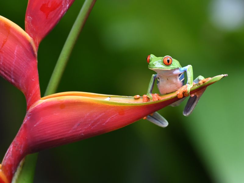 Jour 5 : Découverte de la faune de la réserve de Monteverde | Voyage "Le Costa Rica en liberté" en circuit individuel privé avec decoov votre spécialiste du Costa Rica ©AdobeStock