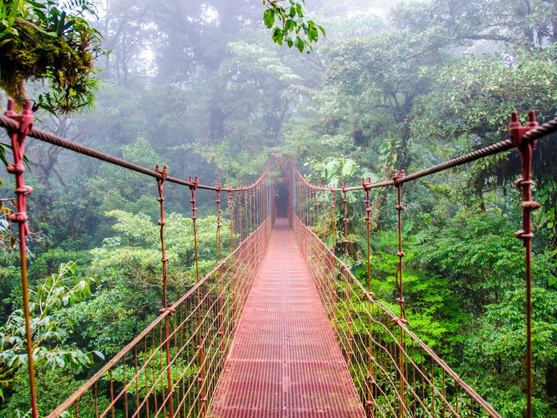 Jour 4 : Les mythiques forêts nuageuses de Monteverde | Voyage "Le Costa Rica en liberté" en circuit individuel privé avec decoov votre spécialiste du Costa Rica ©AdobeStock
