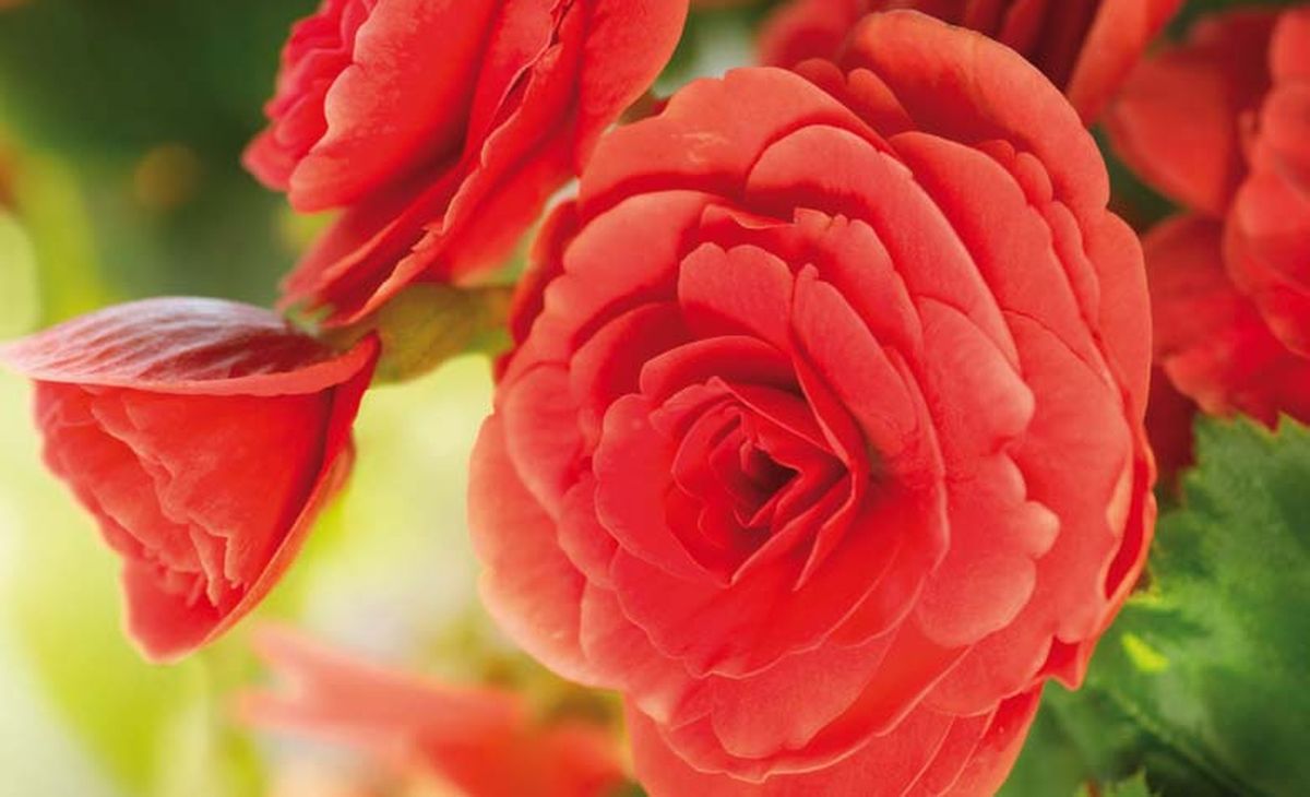 LES JOURNEES DE LA ROSE A DOUE LA FONTAINE