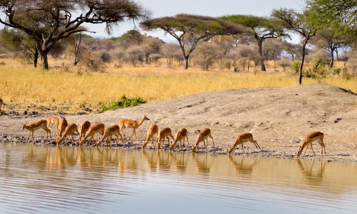 Tarangire_National_Parc_TANZANIE_©shutterstock_748034674