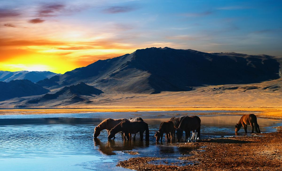 2026 - Des steppes au désert de Gobi