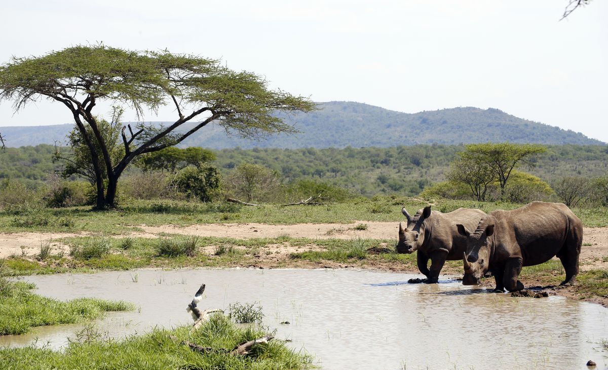 2026 - Du Cap au Kruger