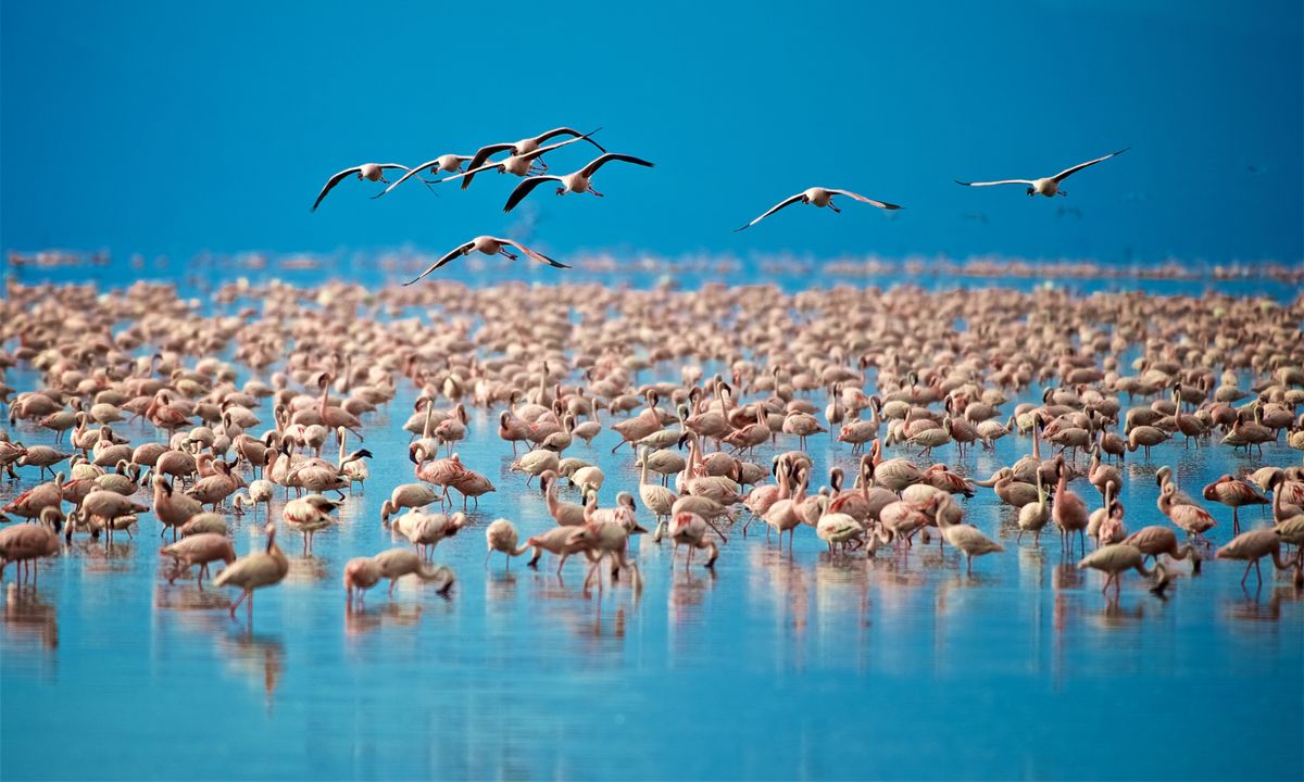 Flamand_Rose_Lac_Manyara_TANZANIE_©shutterstock_1327663502