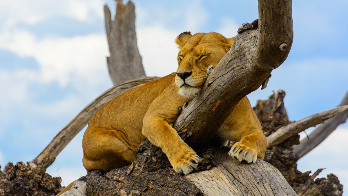 Lion_TANZANIE_©shutterstock_1124690447