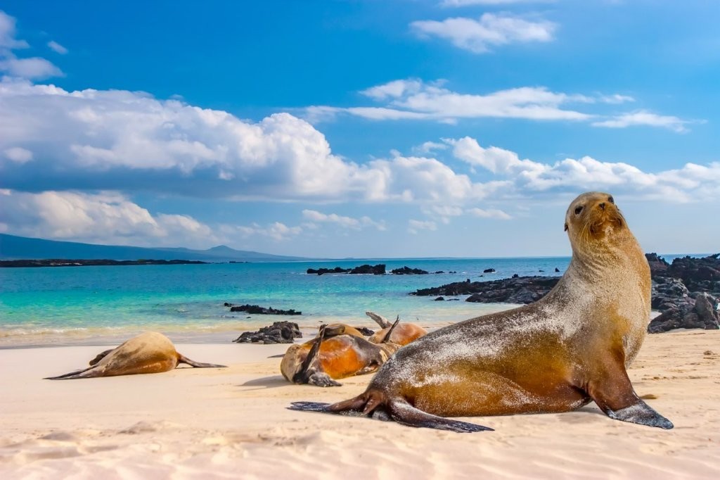 Voyage au centre du monde + extension Galapagos : l'archipel des merveilles naturelles