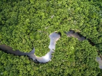 De Rio à Paraty + extension Amazonie : la forêt des origines