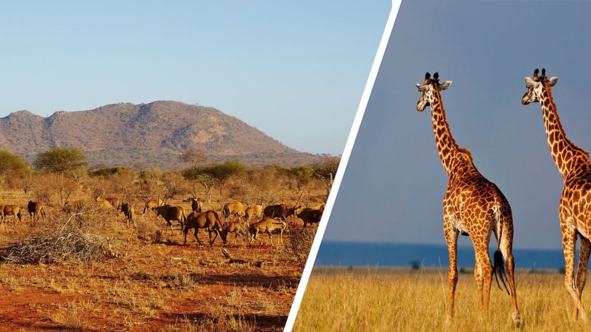 2026 - Le Kenya dans toute sa splendeur avec extension Escapade dans les réserves de Shaba, Samburu et Ol Pejeta