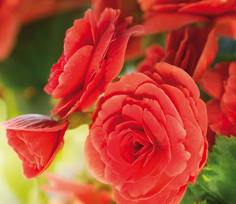 LES JOURNEES DE LA ROSE A DOUE LA FONTAINE