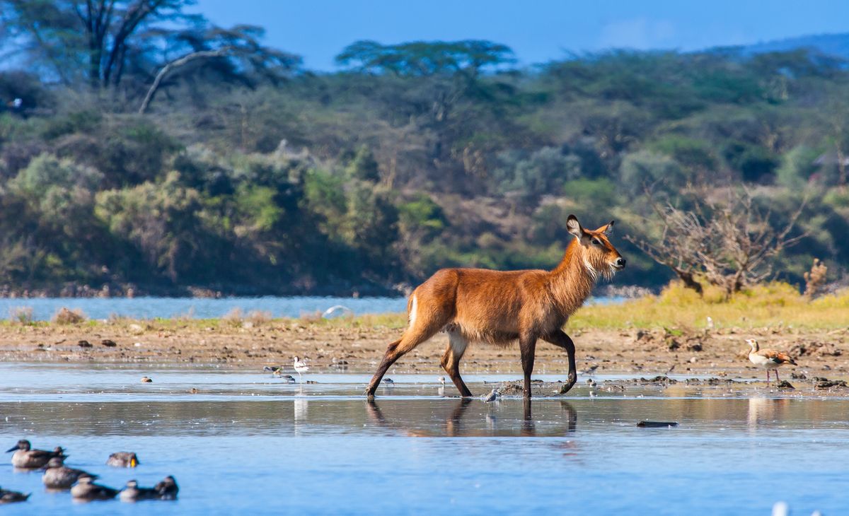 2026 - De Masaï Mara à Mombasa en 4x4