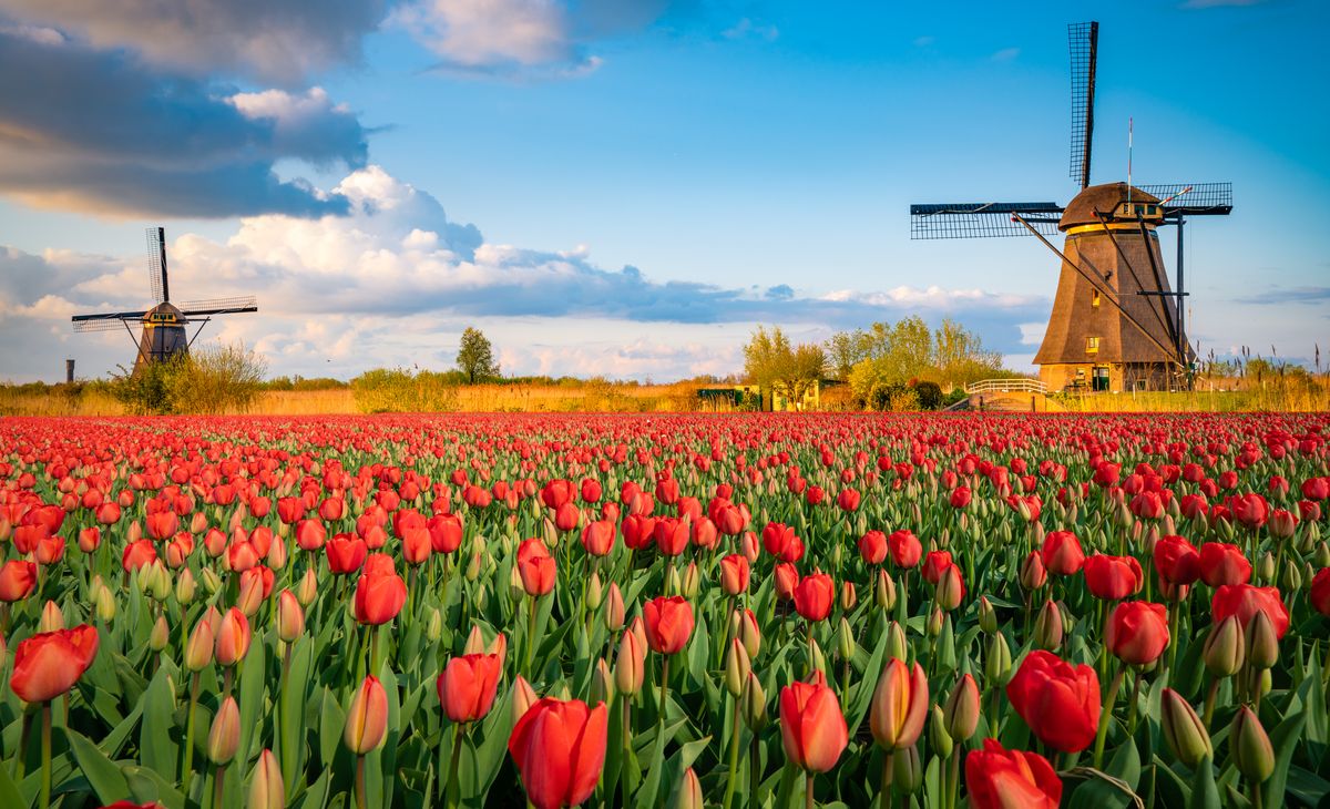La Hollande, Spécial Corso Fleuri