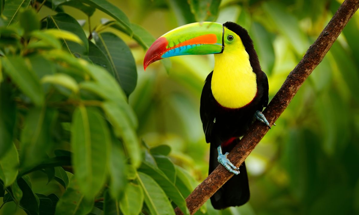 Toucan_à_quille_Ramphastos_sulfuratus_oiseau_à_gros_bec_assis_sur_la_branche_dans_la_forêt_COSTA_RICA_©shutterstock_564009715