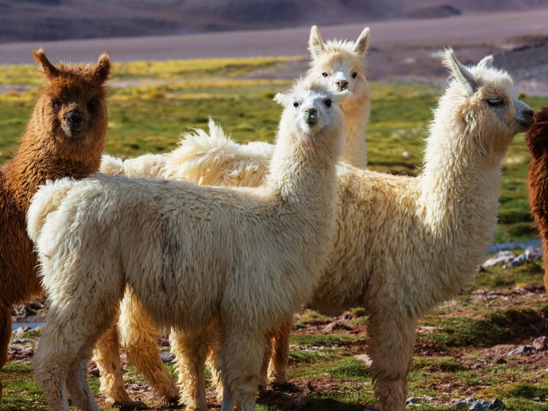 | Voyage "Circuit Individuel Privé De la Vallée Sacrée à l’Amazonie" avec decoov votre spécialiste du Pérou ©AdobeStock<br />