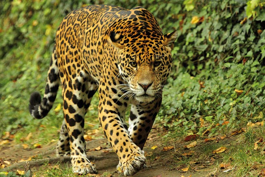 Zoo de Beauval, au départ de Saintes et du 16