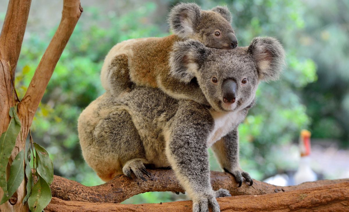 Mère_koala_avec_bébé_sur_le_dos_©AdobeStock_198528846