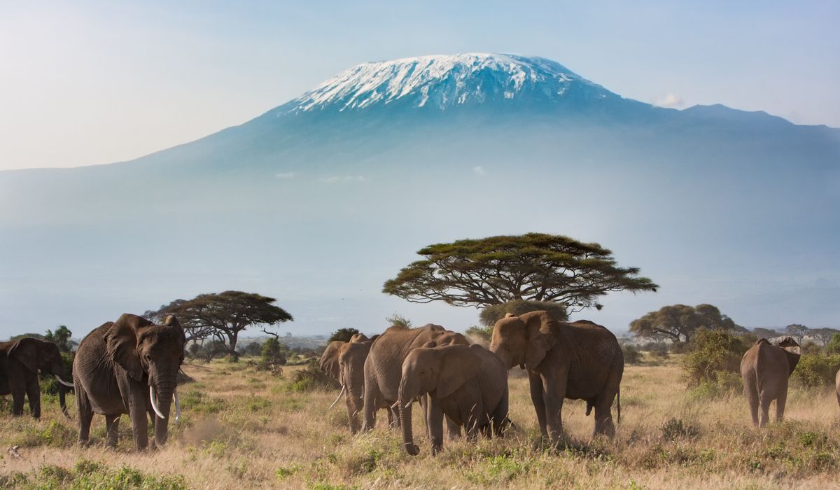 Safari en 4x4 au Kenya