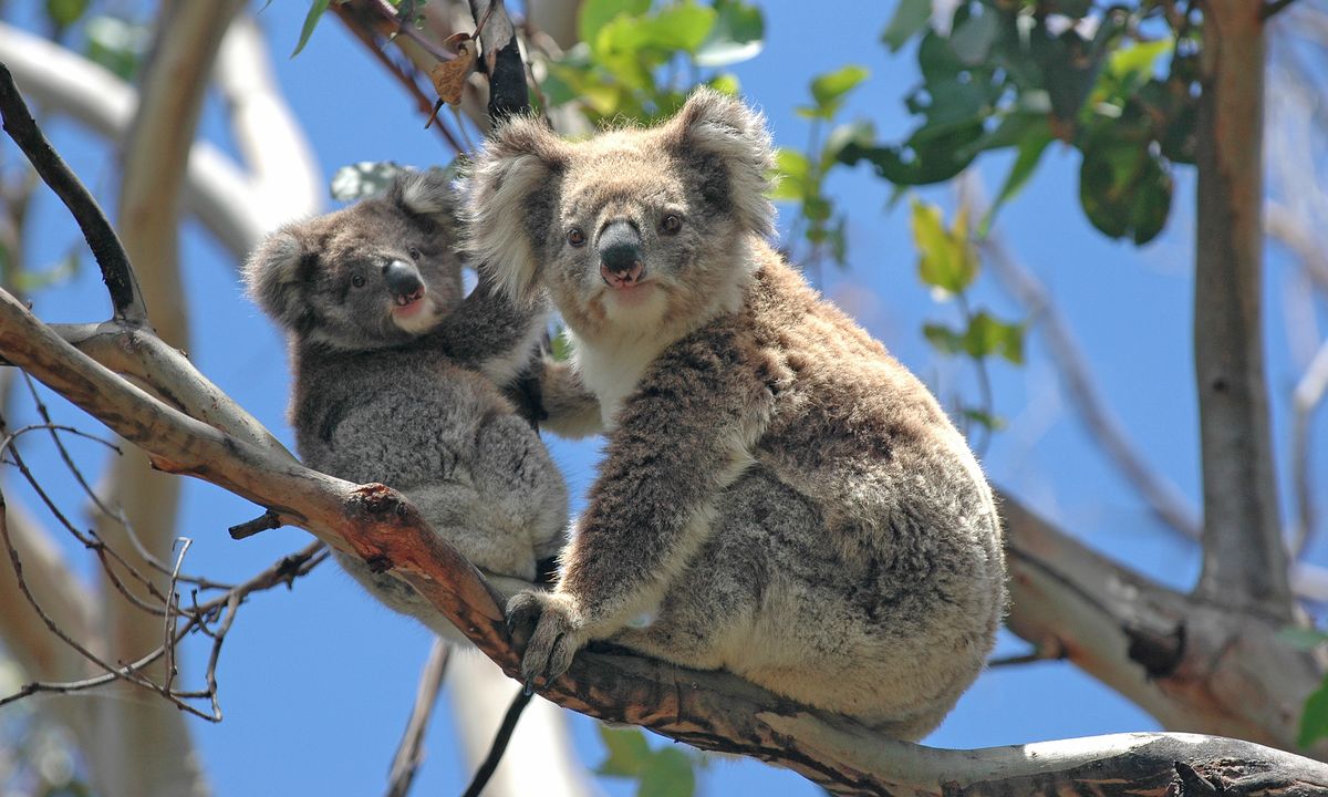 Melbourne-AUSTRALIE_©shutterstock_141480565