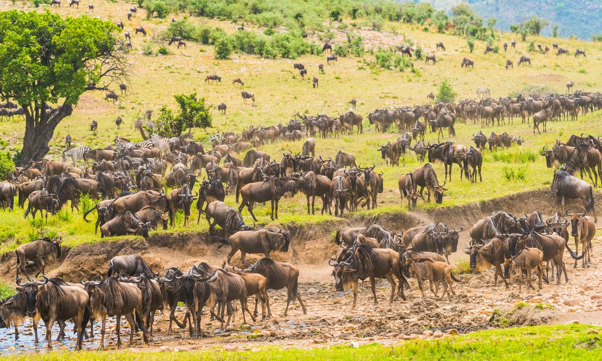 Circuit safari en 4x4, splendide Tanzanie