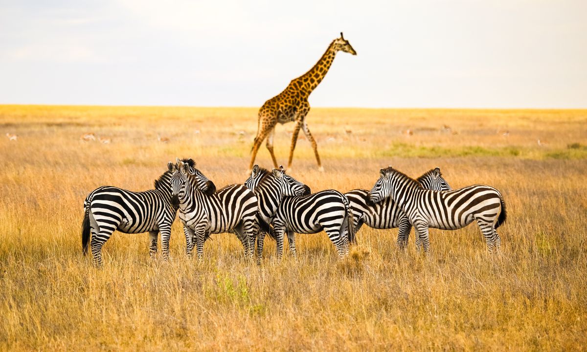 Serengeti_National_Parc_TANZANIE_©shutterstock_762734845