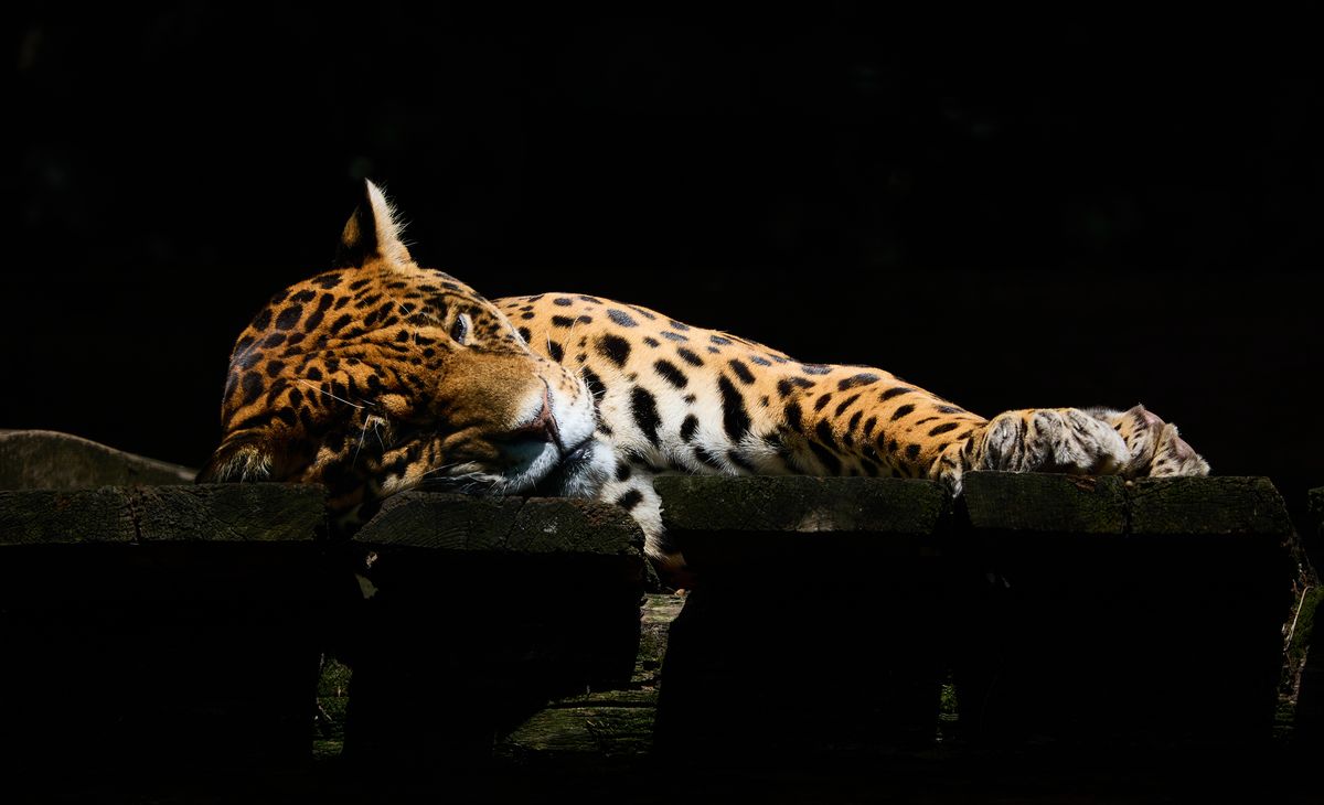 R&eacute;veillon au Zooparc de Beauval