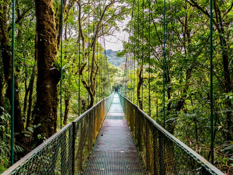Jour 5 : Journée libre à Monteverde | Voyage "Les pistes du Costa Rica en 4x4" en autotour avec decoov votre spécialiste du Costa Rica ©AdobeStock