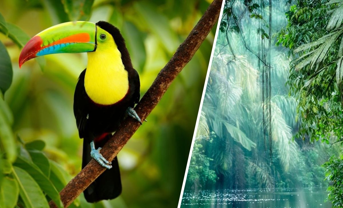 2026 - Le grand classique du Costa Rica + extension Tortuguero